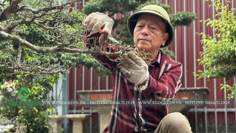 Cách chăm sóc cây bonsai trong sân vườn biệt thự chuẩn chuyên gia